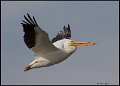 _7SB6320 american white pelican